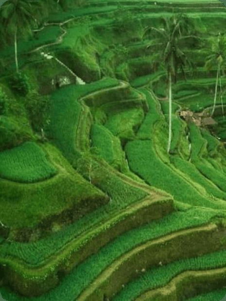 Terrazas de arroz de Tegalalang