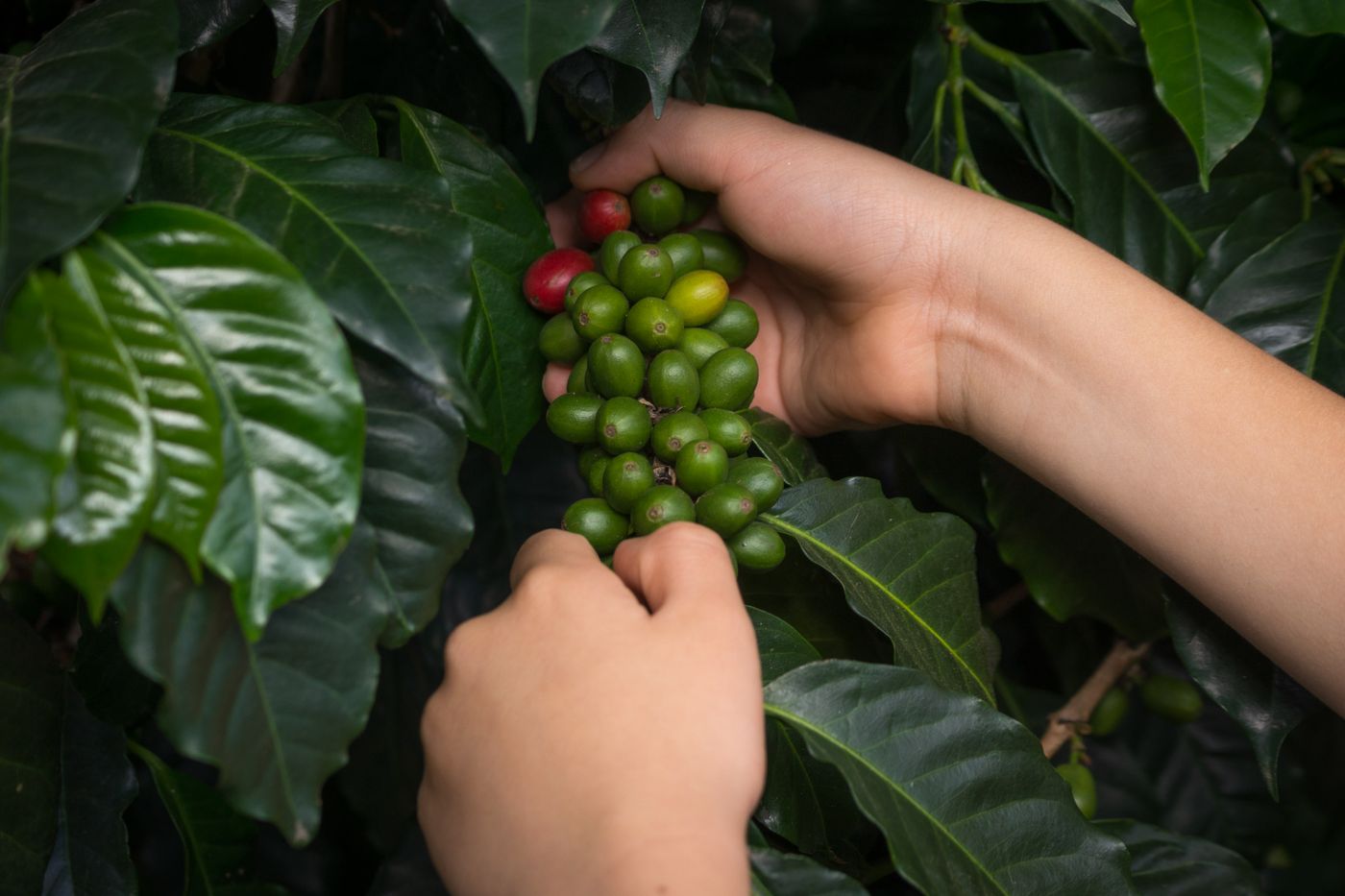 Recolección de café en Colombia